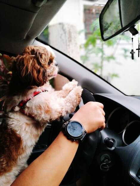 Роботизированные помощники для развлечения питомца