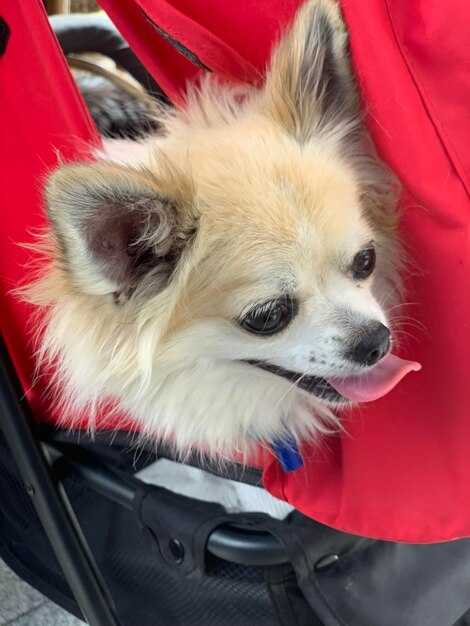 Выбор подходящей сумки для транспортировки