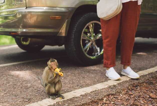 Учет размеров и веса животного при выборе транспорта